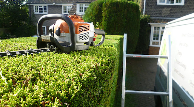 Leicester Hedge Cutting