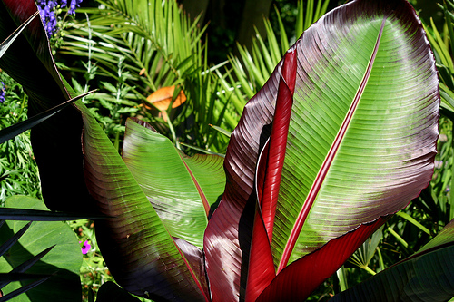 Leicester tropical plants