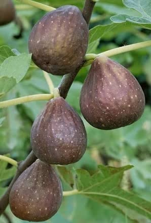 fig tree pruning