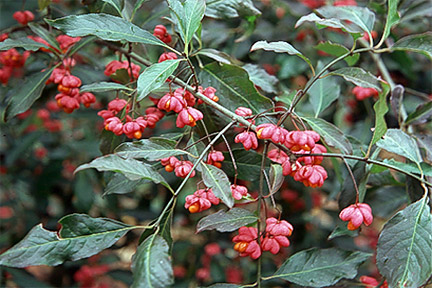 garden shrub