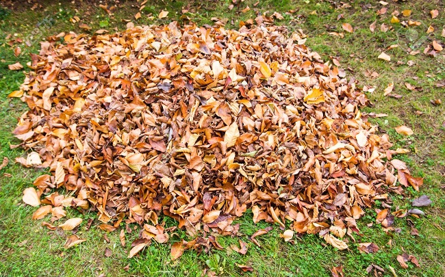 leaf clearance